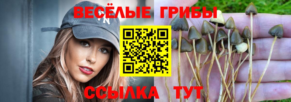 Галлюциногенные грибы Psilocybe Ивантеевка